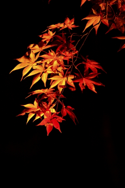 soku_05859.jpg :: 風景 自然 紅葉 by Niigata 