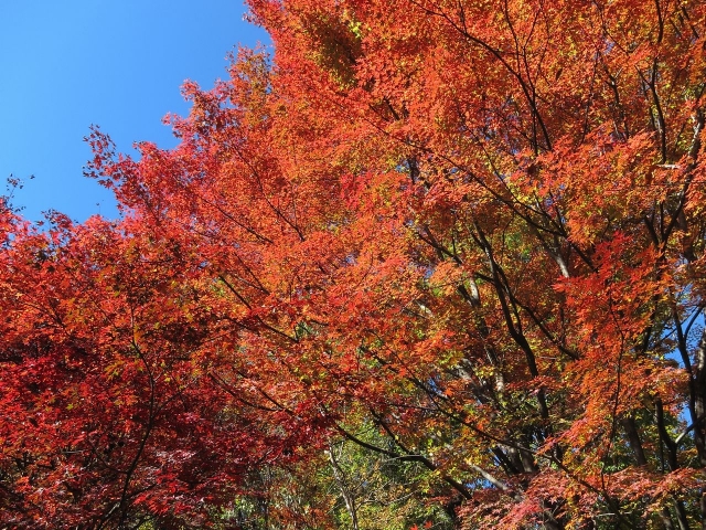 soku_05866.jpg :: PowerShotS95 風景 自然 紅葉 赤い紅葉 