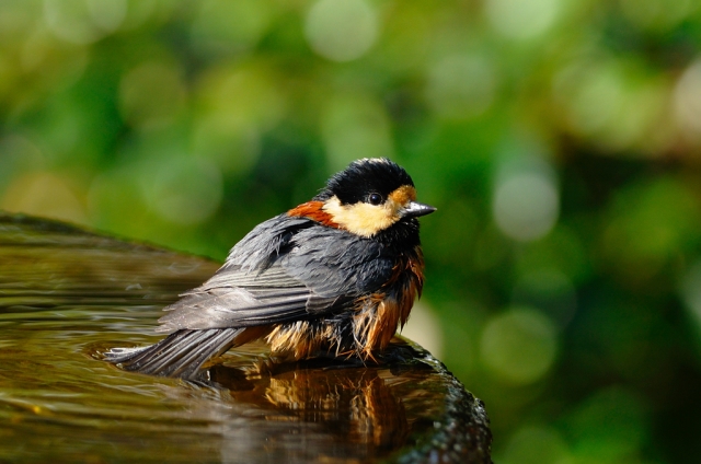 soku_05881.jpg :: 動物 鳥 