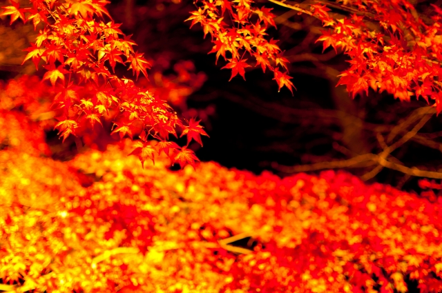 soku_05892.jpg :: 風景 自然 紅葉 赤い紅葉 紅い海 