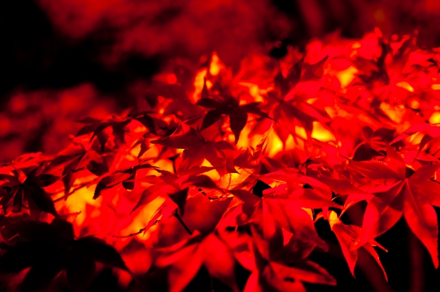 soku_05893.jpg :: 風景 自然 紅葉 赤い紅葉 紅い海 