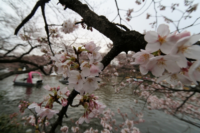 soku_05903.jpg :: 吉祥寺 井の頭公園 桜 水分 10mm(16mm) (^_^) 