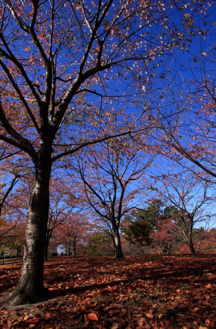 soku_05924.jpg :: 風景 自然 紅葉 by Niigata 