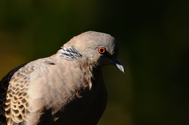 soku_05928.jpg :: 動物 鳥 鳩 ハト 