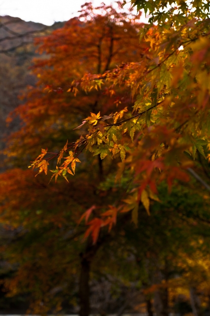 soku_05929.jpg :: 紅葉 (^_^) 