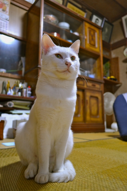 soku_05933.jpg :: 動物 哺乳類 猫 ネコ おすわり 