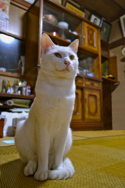 soku_05955.jpg :: 動物 哺乳類 猫 ネコ おすわり 加工 