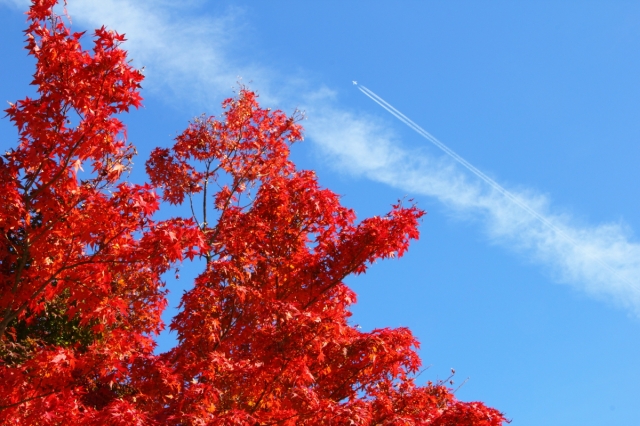 soku_05994.jpg :: 風景 自然 紅葉 赤い紅葉 風景 自然 空 飛行機雲 