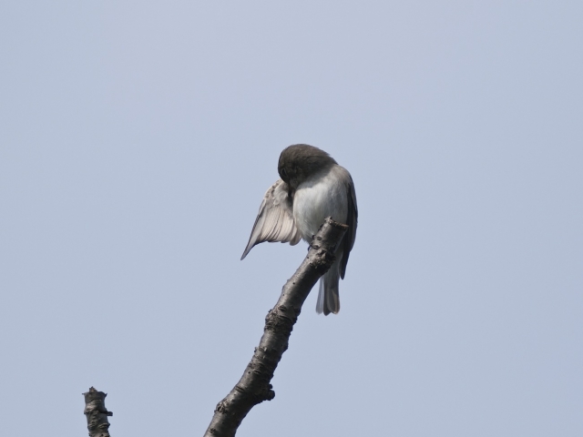 soku_06088.jpg :: 動物 鳥 野山の鳥 コサメビタキ 