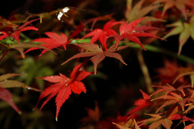 soku_06102.jpg :: 庭 紅葉 by Niigata 