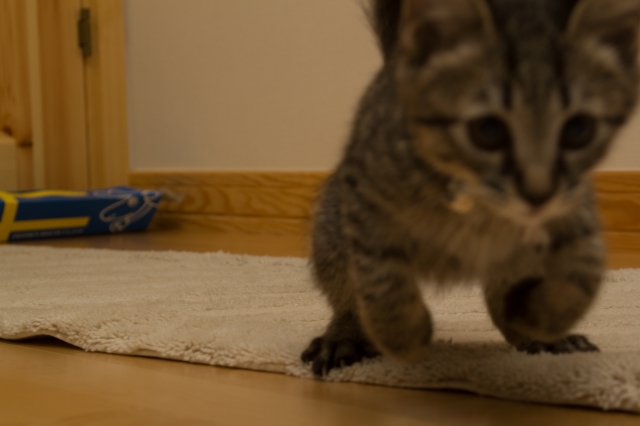 soku_06112.jpg :: あんこ 動物 哺乳類 猫 ネコ 子猫 
