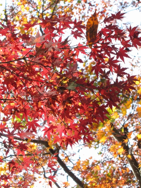 soku_06192.jpg :: PowerShotS95 風景 自然 紅葉 赤い紅葉 