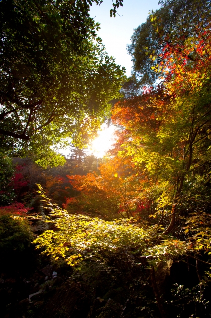 soku_06193.jpg :: 風景 自然 紅葉 山の紅葉 日差し 