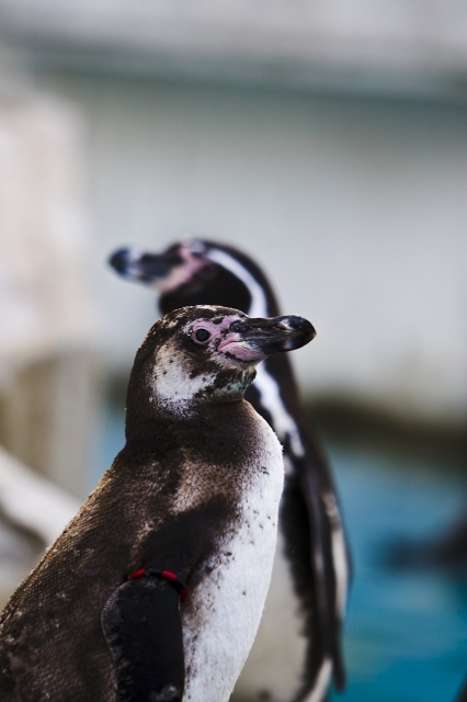 soku_06259.jpg :: 東山動物園 動物 鳥 ペンギン 