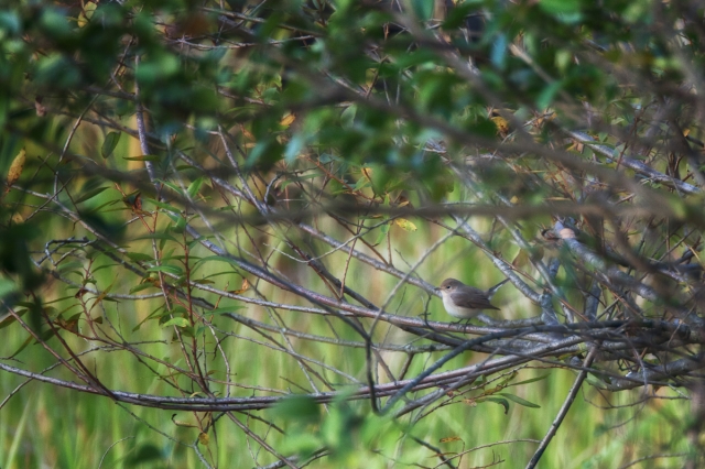 soku_06268.jpg :: 動物 鳥 野山の鳥 オジロビタキ 