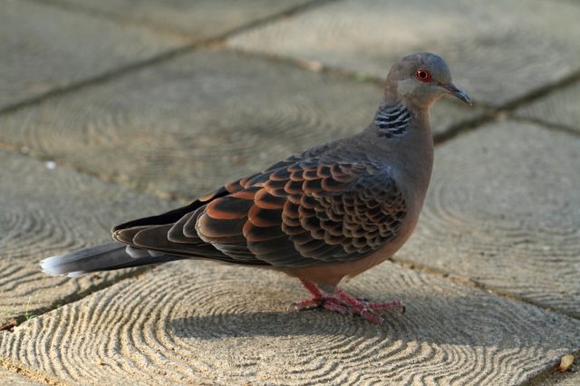 soku_06308.jpg :: 動物 鳥 鳩 ハト 