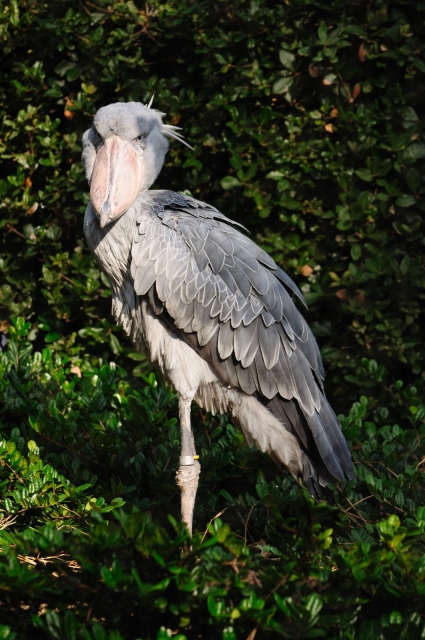 soku_06310.jpg :: 動物 鳥 ハシビロコウ 