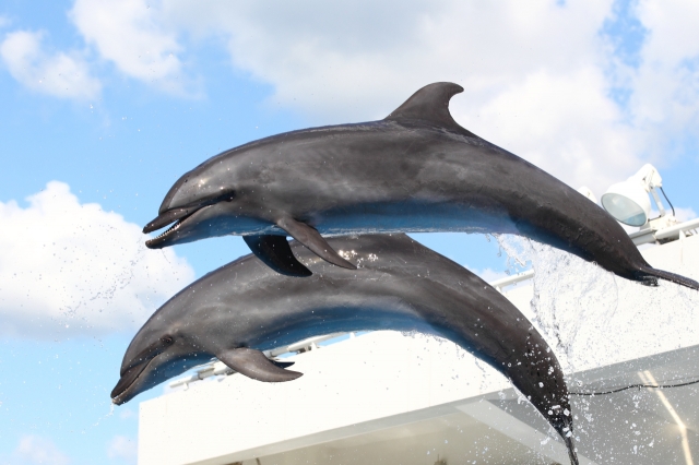 soku_06331.jpg :: 水族館 動物 海の生物 イルカ ジャンプ 