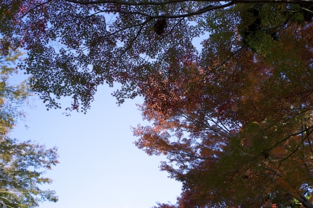 soku_06338.jpg :: 風景 自然 山 高尾山 