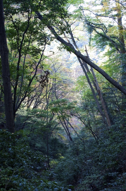 soku_06340.jpg :: 風景 自然 山 高尾山 