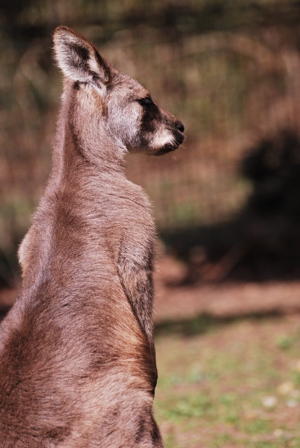 soku_06347.jpg :: 動物 哺乳類 ワラビー 埼玉県こども動物自然公園 