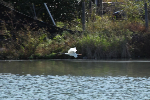 soku_06374.jpg :: 動物 鳥 鶴 ツル 