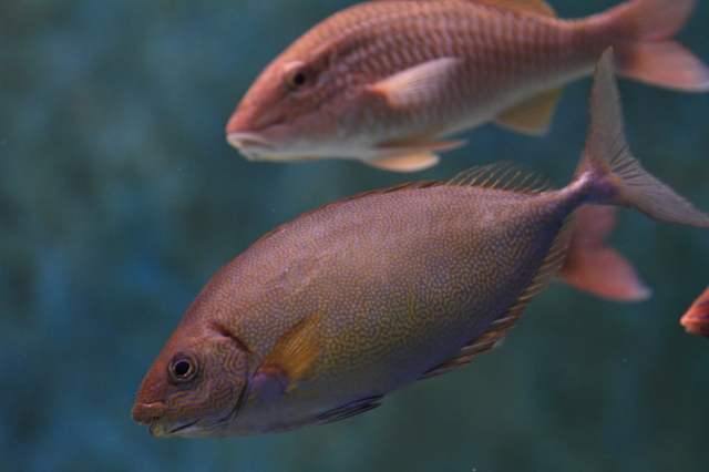 soku_06425.jpg :: 水族館 美ら海水族館 動物 魚類 海水魚 