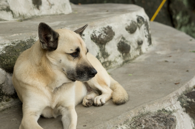 soku_06448.jpg :: 台湾旅行記 動物 哺乳類 犬 イヌ 