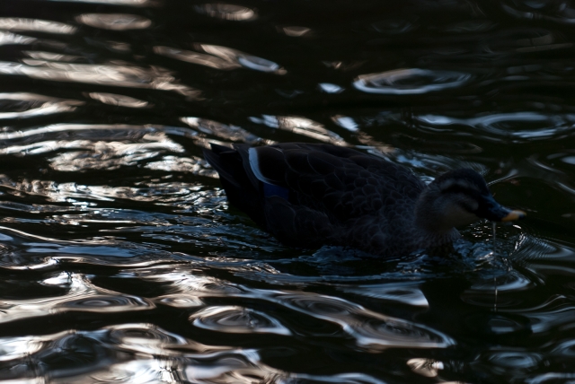 soku_06475.jpg :: 動物 鳥 鴨 カモ 光 