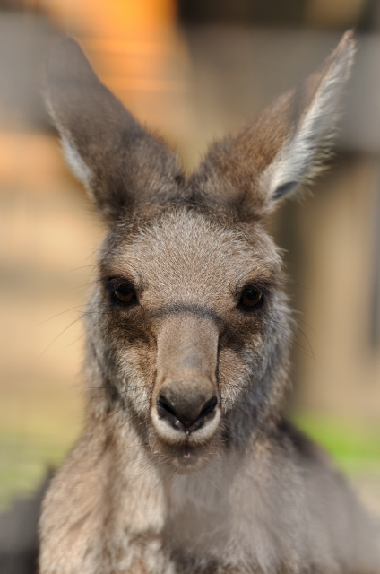 soku_06495.jpg :: 動物 カンガルー 上野動物園 