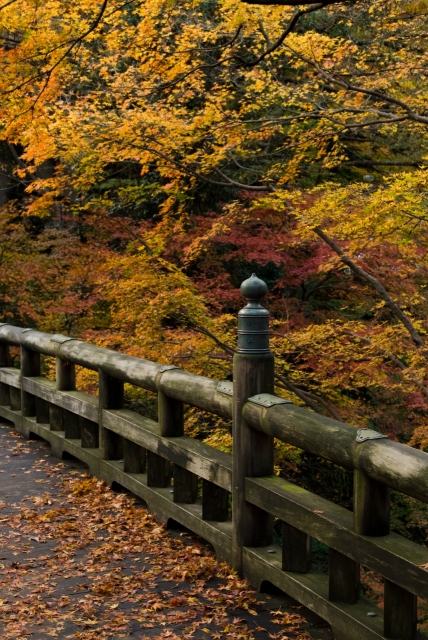 soku_06515.jpg :: 風景 自然 紅葉 黄色い紅葉 