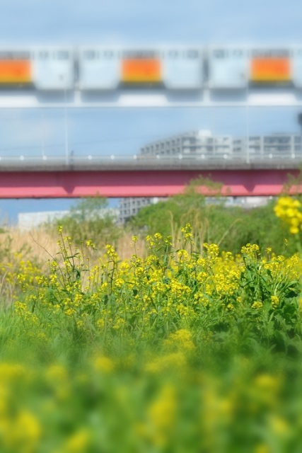 soku_06517.jpg :: 乗り物 交通 鉄道 電車 モノレール 植物 花 菜の花 再現像 