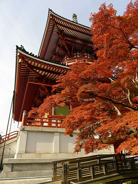 soku_06567.jpg :: 建築 建造物 神社 仏閣 寺院 風景 自然 紅葉 赤い紅葉 