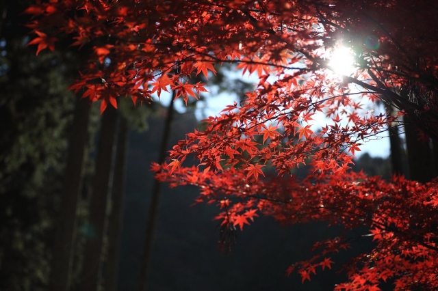 soku_06571.jpg :: 風景 自然 紅葉 赤い紅葉 