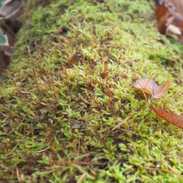 soku_06575.jpg :: 植物 その他 コケ 