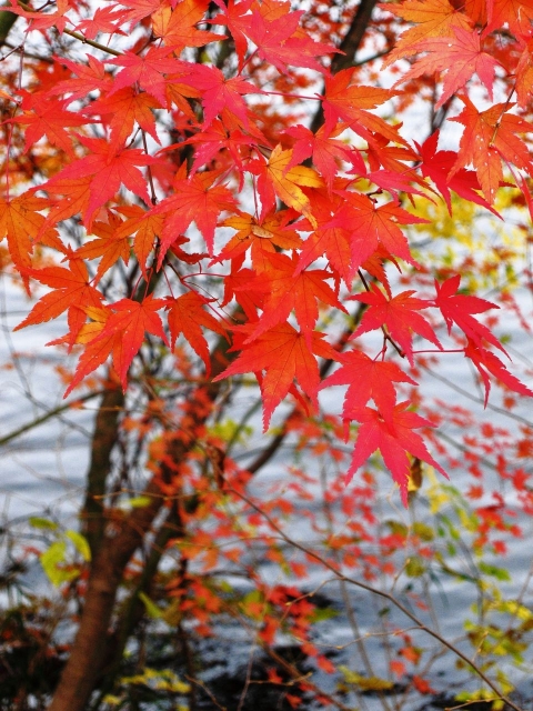 soku_06577.jpg :: PowerShotS95 風景 自然 紅葉 赤い紅葉 水分 湖 円良田湖 