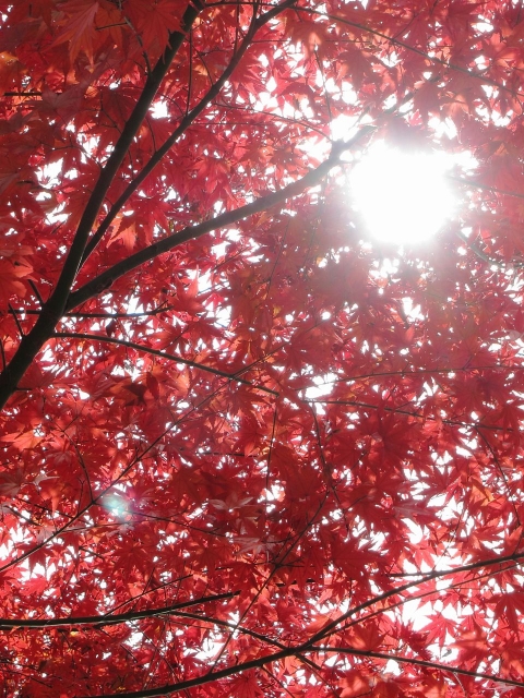 soku_06579.jpg :: PowerShotS95 風景 自然 紅葉 赤い紅葉 