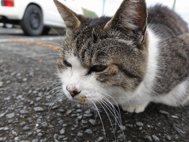 soku_06583.jpg :: PowerShotS95 動物 哺乳類 猫 ネコ 