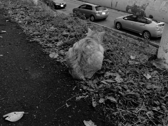 soku_06586.jpg :: PowerShotS95 動物 哺乳類 猫 ネコ 白黒 モノクロ 捨て猫 