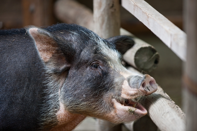 soku_06711.jpg :: 動物 哺乳類 猪 イノシシ 
