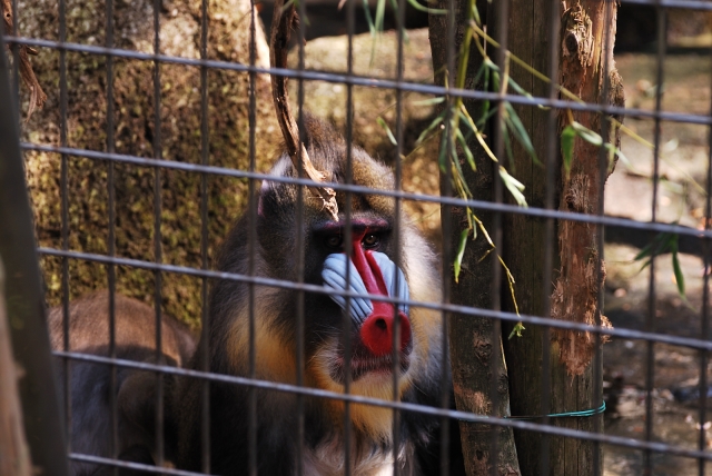 soku_06753.jpg :: 動物 哺乳類 マンドリル 千葉動物公園 