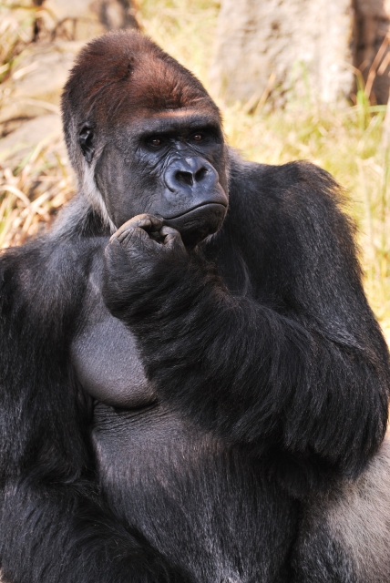 soku_06754.jpg :: 動物 哺乳類 ゴリラ 千葉動物公園 