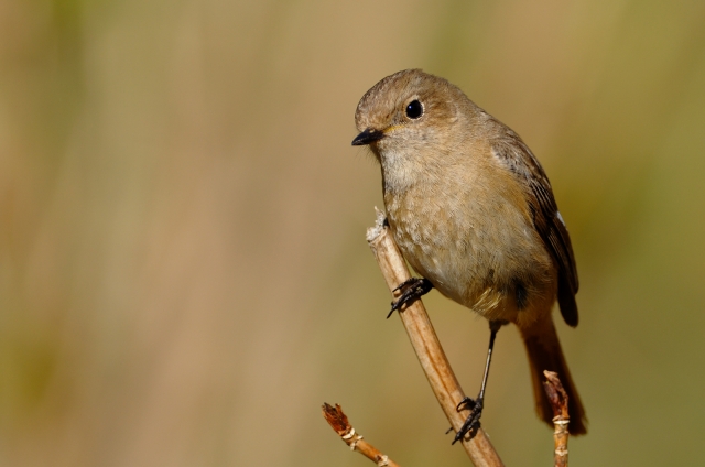 soku_06791.jpg :: 動物 鳥 野山の鳥 ジョウビタキ 