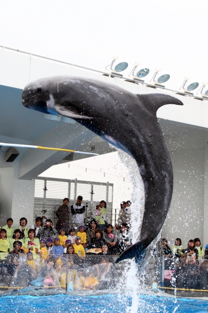 soku_06844.jpg :: 動物 海の生物 イルカ 