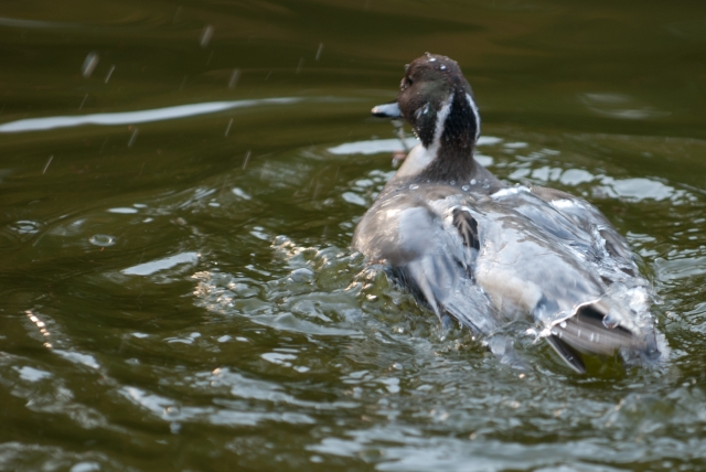 soku_06846.jpg :: 動物 鳥 鴨 カモ 