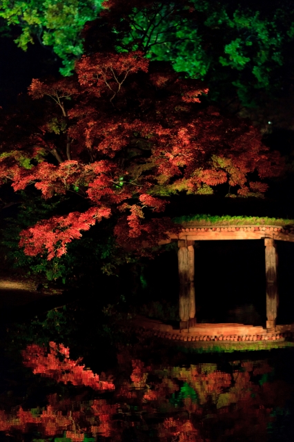 soku_06906.jpg :: 六義園 風景 自然 紅葉 赤い紅葉 夜景 