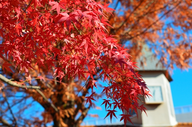 soku_06935.jpg :: 植物 樹木 紅葉 