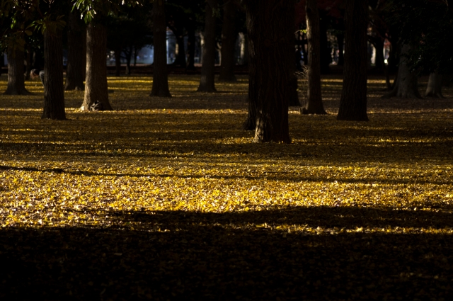 soku_06970.jpg :: 代々木公園 紅葉 