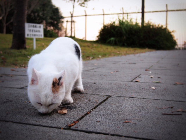 soku_07172.jpg :: 動物 哺乳類 猫 ネコ 