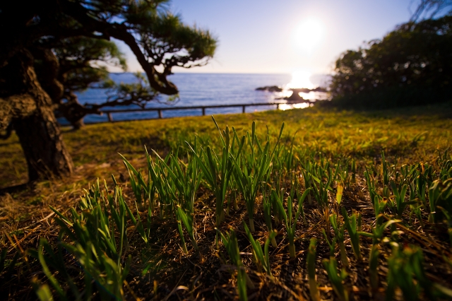 soku_07199.jpg :: 植物 草葉 その他 風景 自然 海 